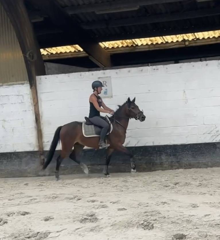 Ruin New Forest Te koop 2023 Donker bruin / bai