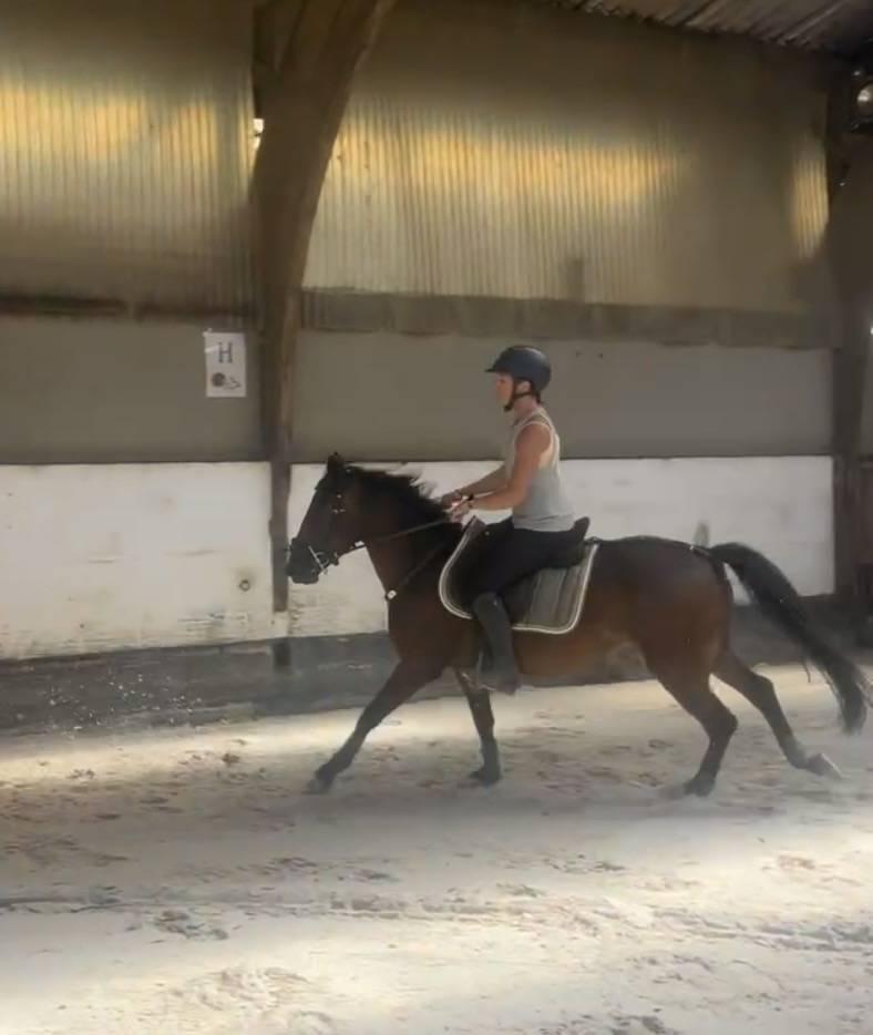 Ruin New Forest Te koop 2023 Donker bruin / bai