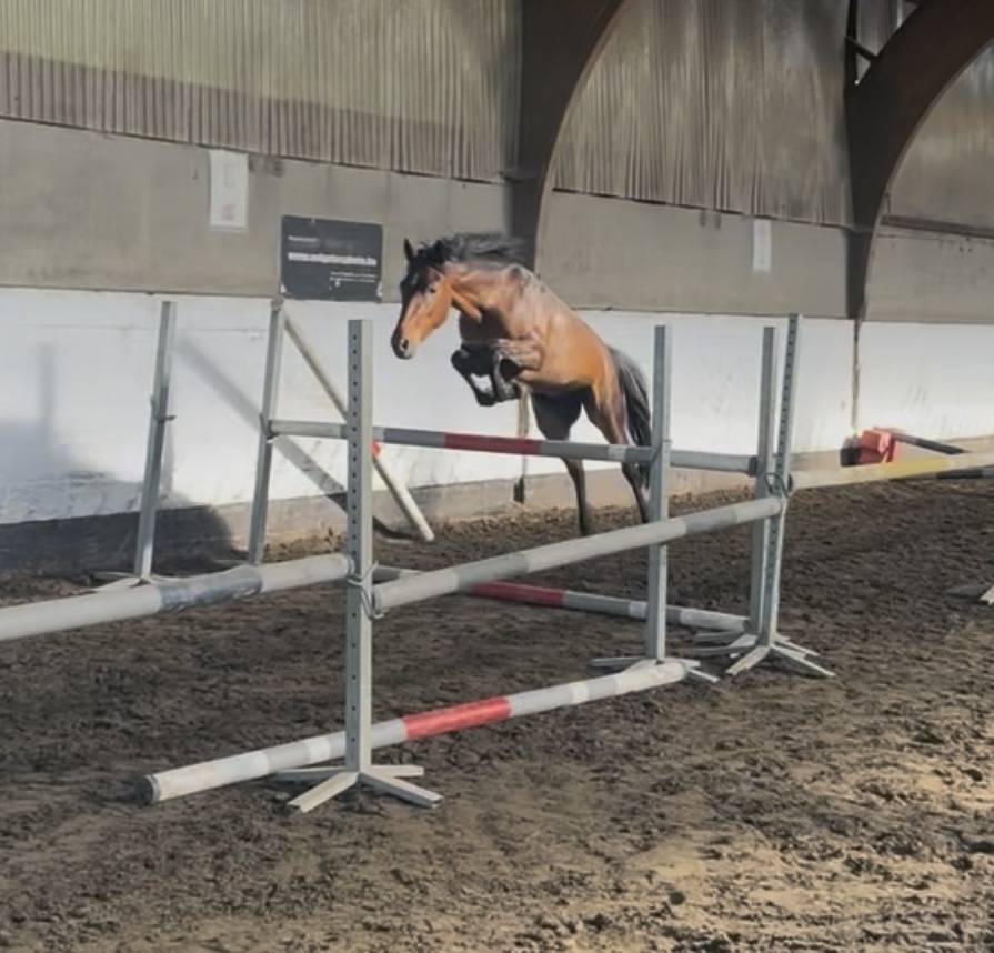 Ruin New Forest Te koop 2023 Donker bruin / bai