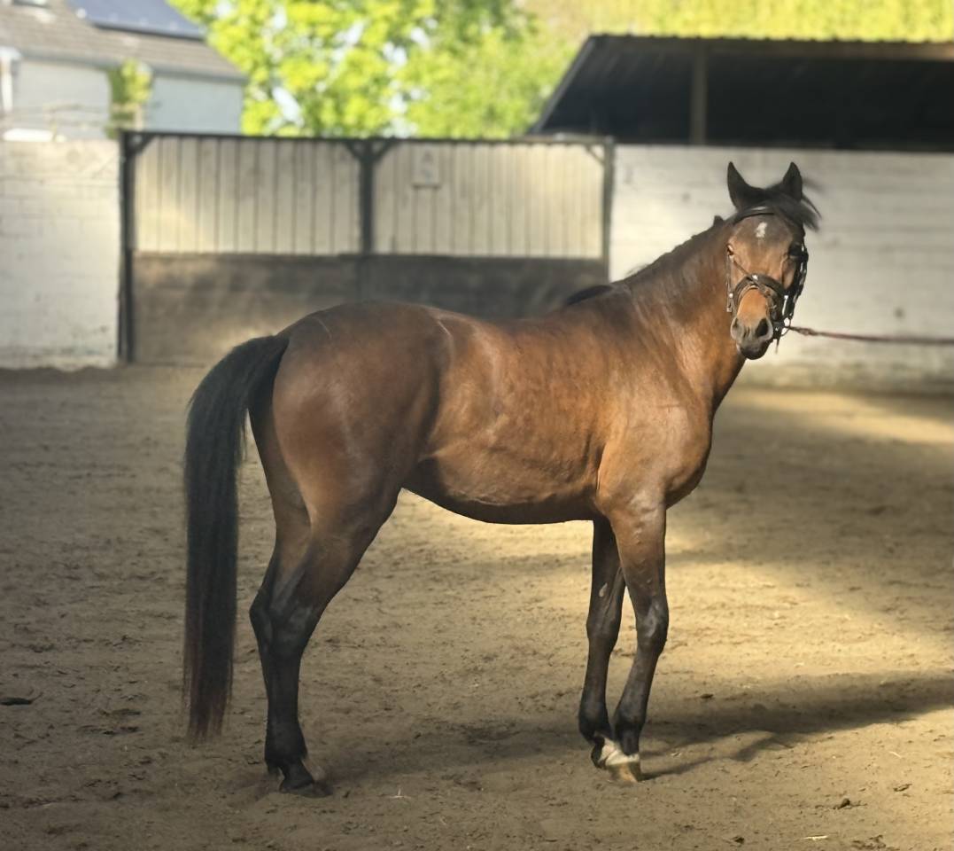 Ruin New Forest Te koop 2023 Donker bruin / bai