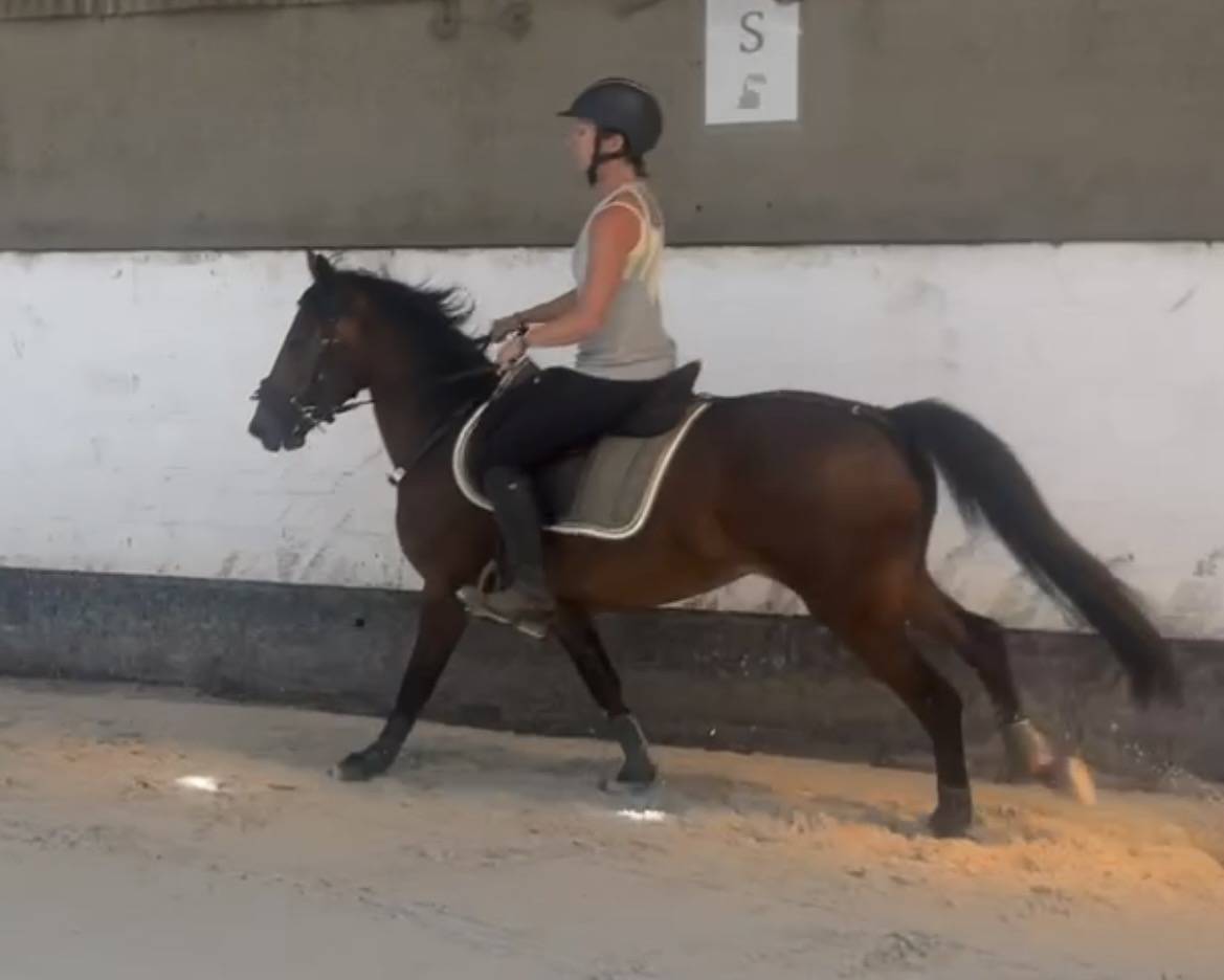 Ruin New Forest Te koop 2023 Donker bruin / bai