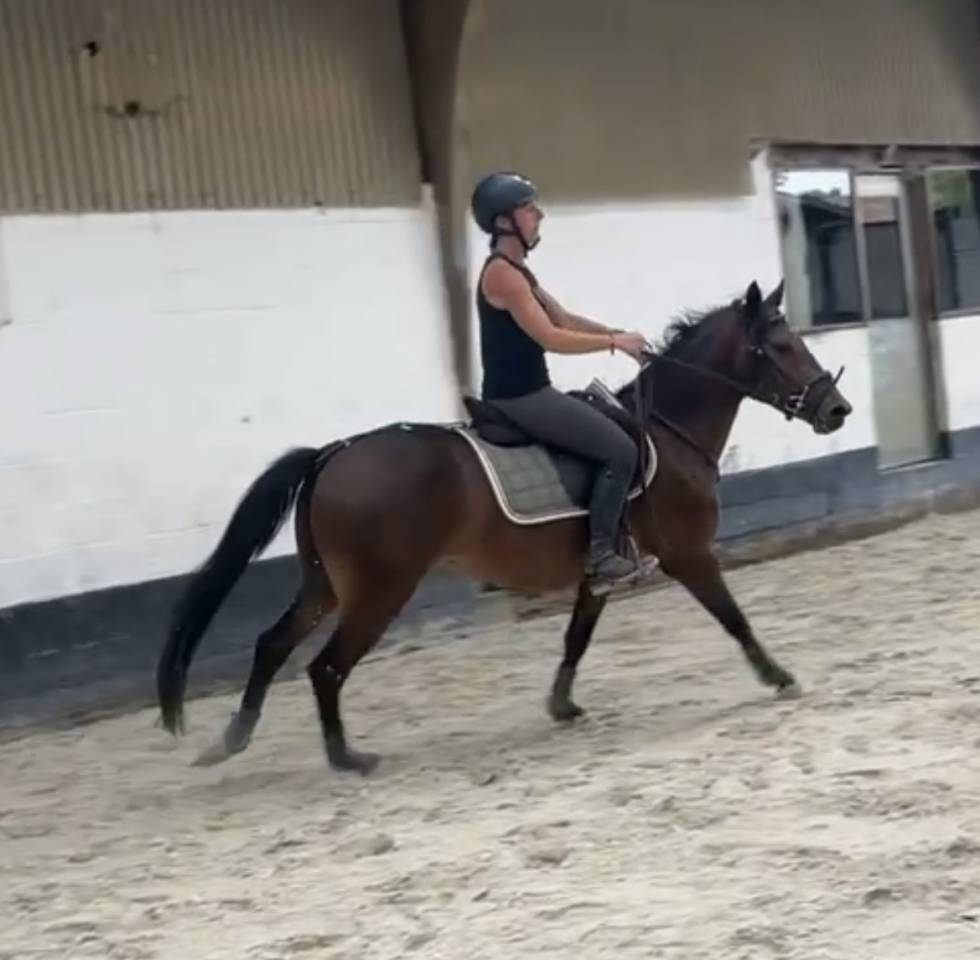 Ruin New Forest Te koop 2023 Donker bruin / bai