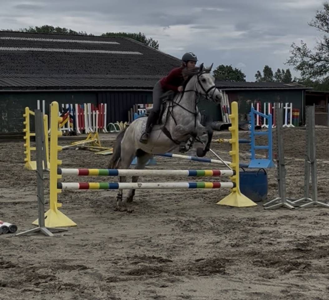 Merrie Ras onbekend Te koop 2022 Schimmel