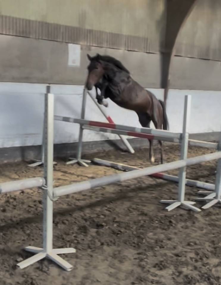 Ruin New Forest Te koop 2023 Donker bruin / bai