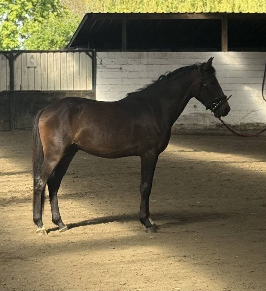 Ruin New Forest Te koop 2023 Donker bruin / bai
