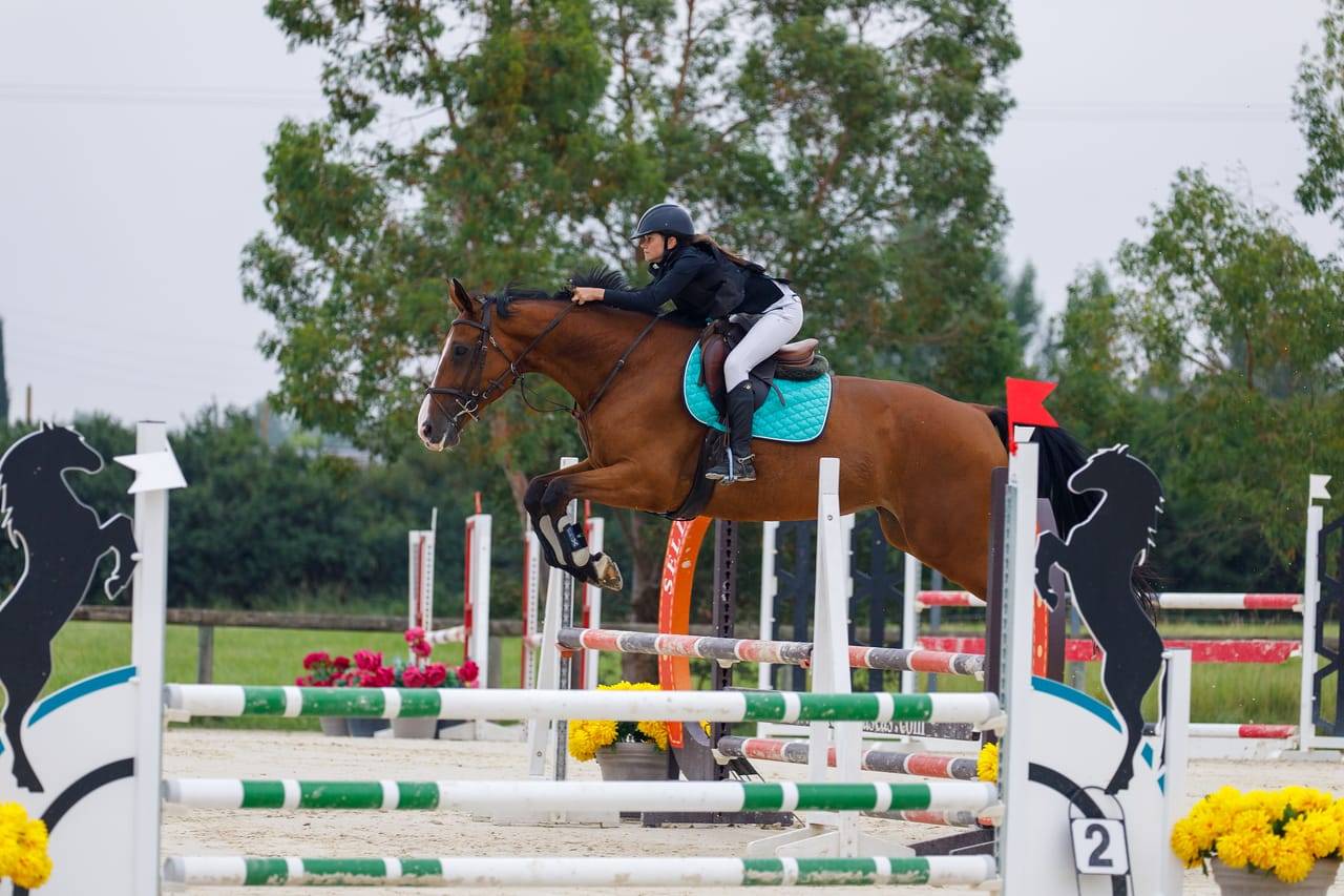 Merrie Selle Fran&ccedil;ais Te koop 2012 Donker bruin / bai ,  DAMIRO B