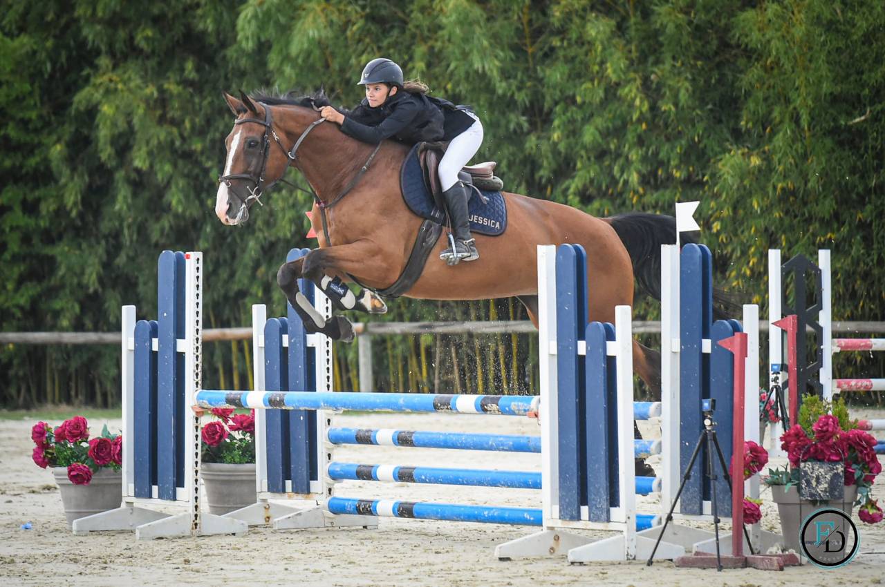 Merrie Selle Fran&ccedil;ais Te koop 2012 Donker bruin / bai ,  DAMIRO B