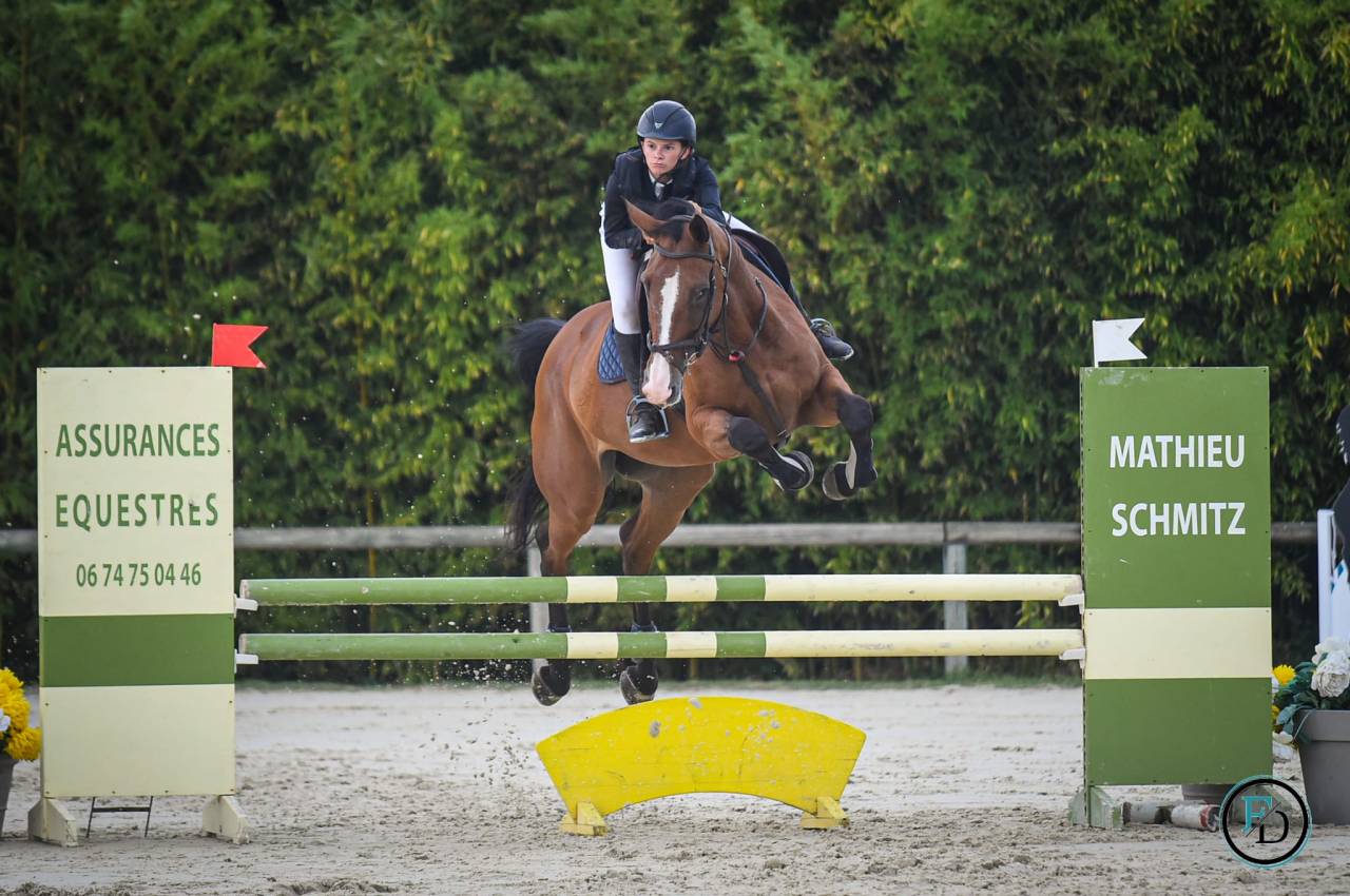 Merrie Selle Fran&ccedil;ais Te koop 2012 Donker bruin / bai ,  DAMIRO B