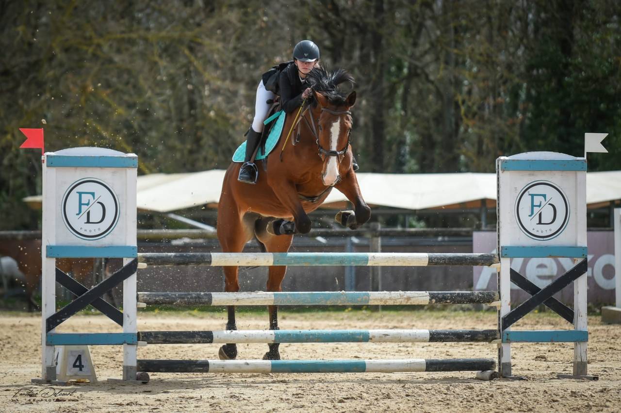 Merrie Selle Fran&ccedil;ais Te koop 2012 Donker bruin / bai ,  DAMIRO B