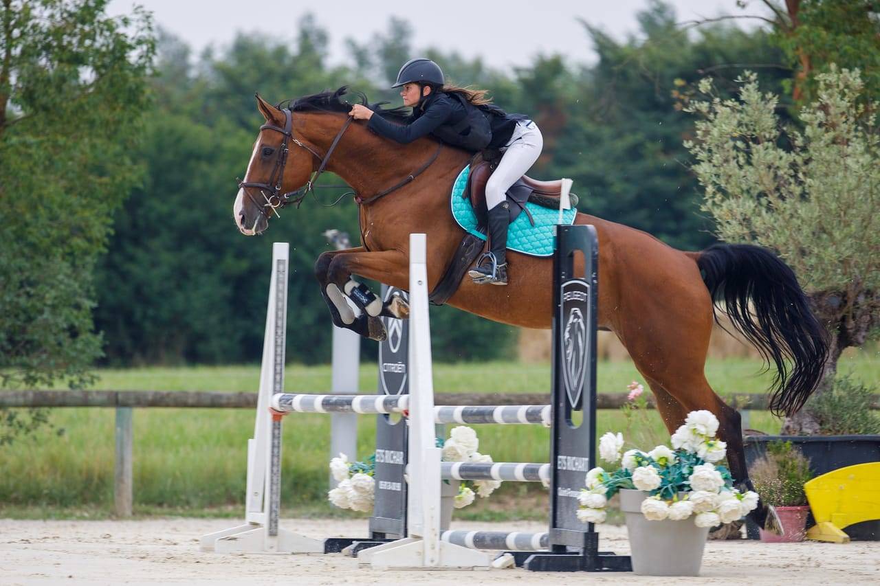 Merrie Selle Fran&ccedil;ais Te koop 2012 Donker bruin / bai ,  DAMIRO B