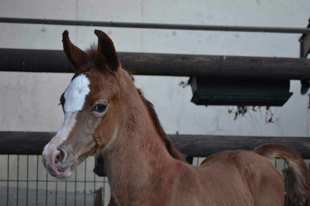 Dekhengst Arabier Te koop 2019 Schimmel ,  L.a kronos
