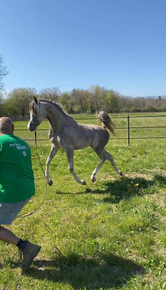 Dekhengst Arabier Te koop 2019 Schimmel ,  L.a kronos