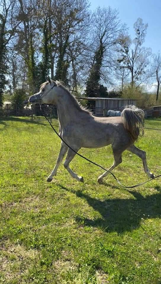 Dekhengst Arabier Te koop 2019 Schimmel ,  L.a kronos