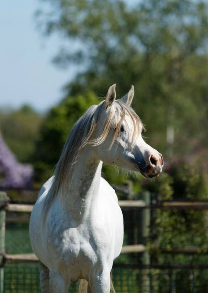 Dekhengst Arabier Te koop 2019 Schimmel ,  L.a kronos