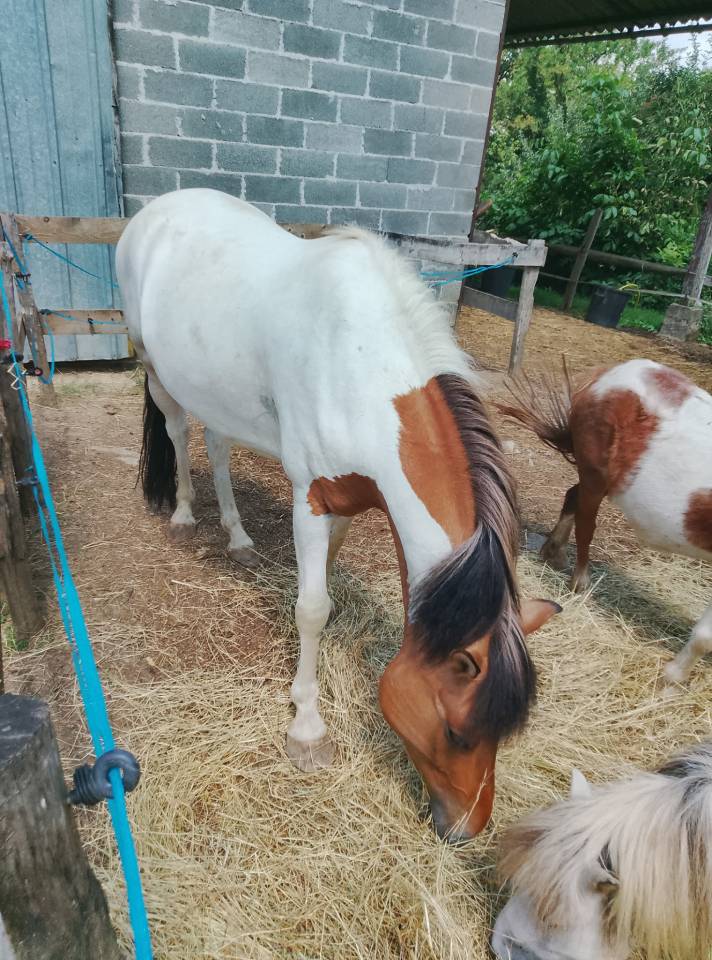 Ruin Ras onbekend Te koop 2018 Bont