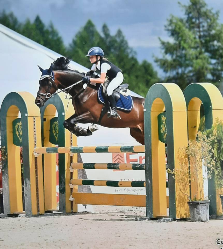 Ruin Engelse rijpony Te koop 2017 Bruin / Bai