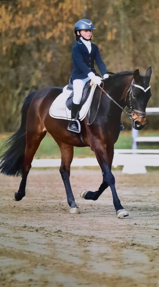 Ruin Engelse rijpony Te koop 2017 Bruin / Bai