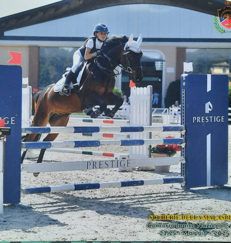 Ruin Engelse rijpony Te koop 2017 Bruin / Bai