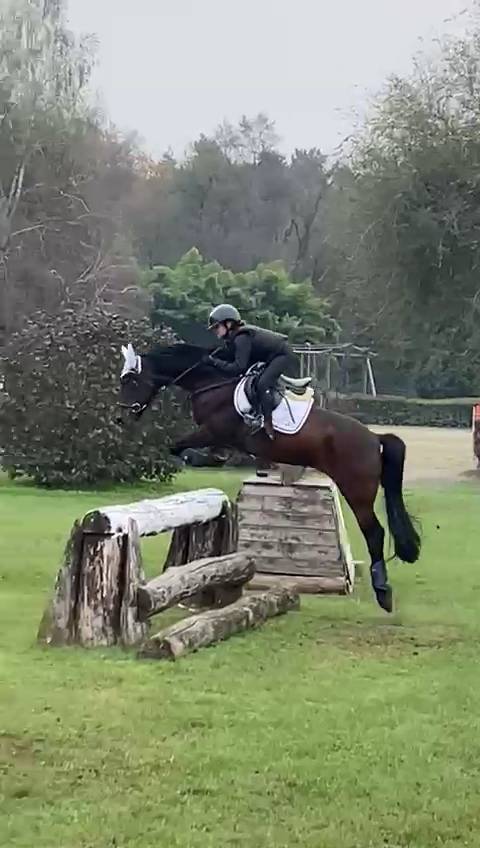Ruin Engelse rijpony Te koop 2017 Bruin / Bai