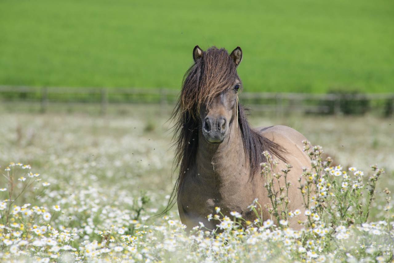 Draagmerrie Shetland Te koop 2017 Wildkleur ,  Amos de Cabue
