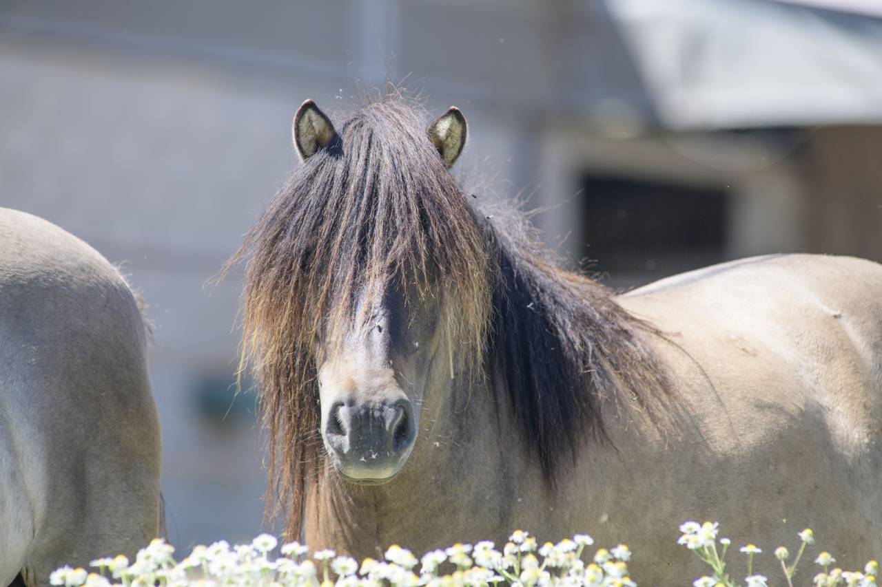 Draagmerrie Shetland Te koop 2017 Wildkleur ,  Amos de Cabue