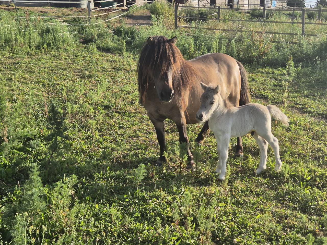 Draagmerrie Shetland Te koop 2017 Wildkleur ,  Amos de Cabue