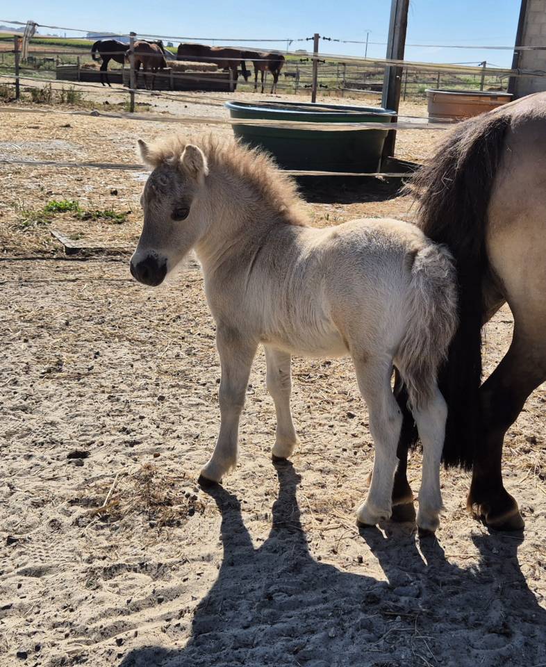 Draagmerrie Shetland Te koop 2017 Wildkleur ,  Amos de Cabue