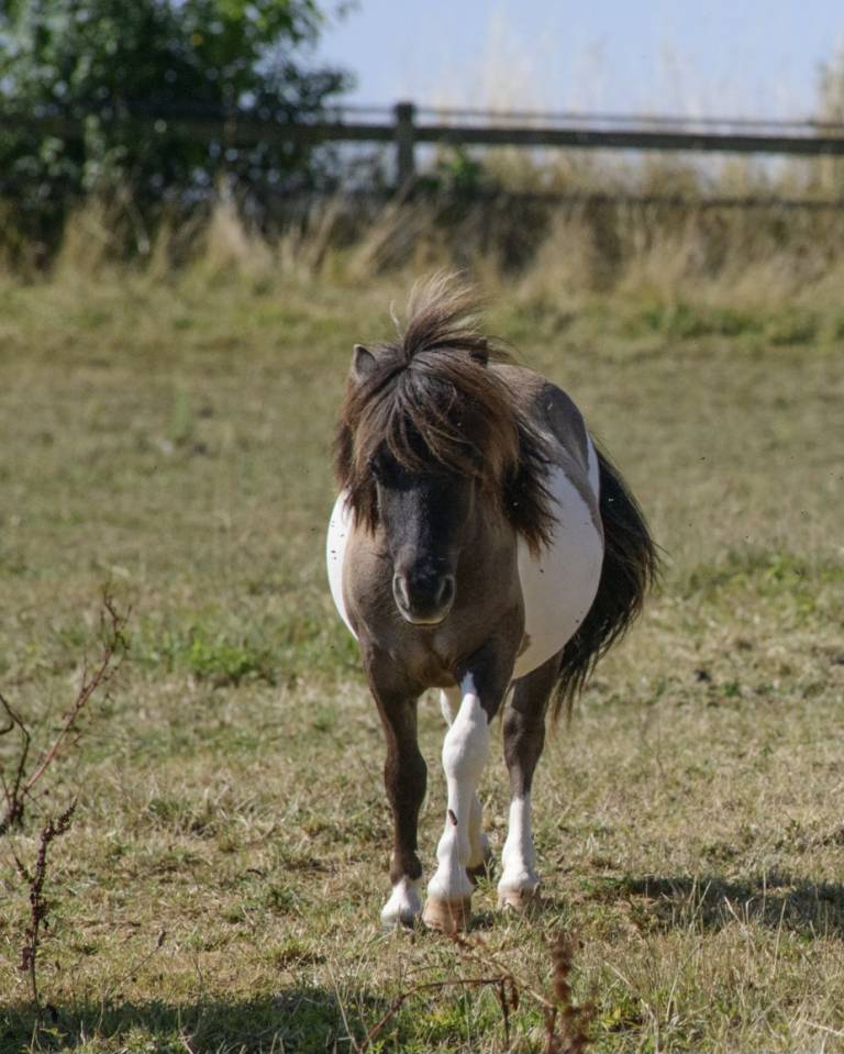 Draagmerrie Shetland Te koop 2017 Wildkleur ,  Amos de Cabue