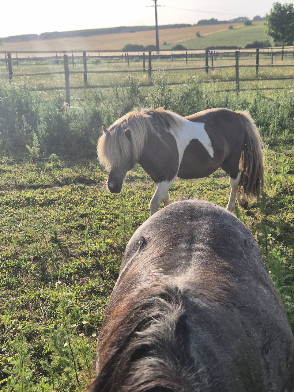 Draagmerrie Shetland Te koop 2017 Wildkleur ,  Amos de Cabue