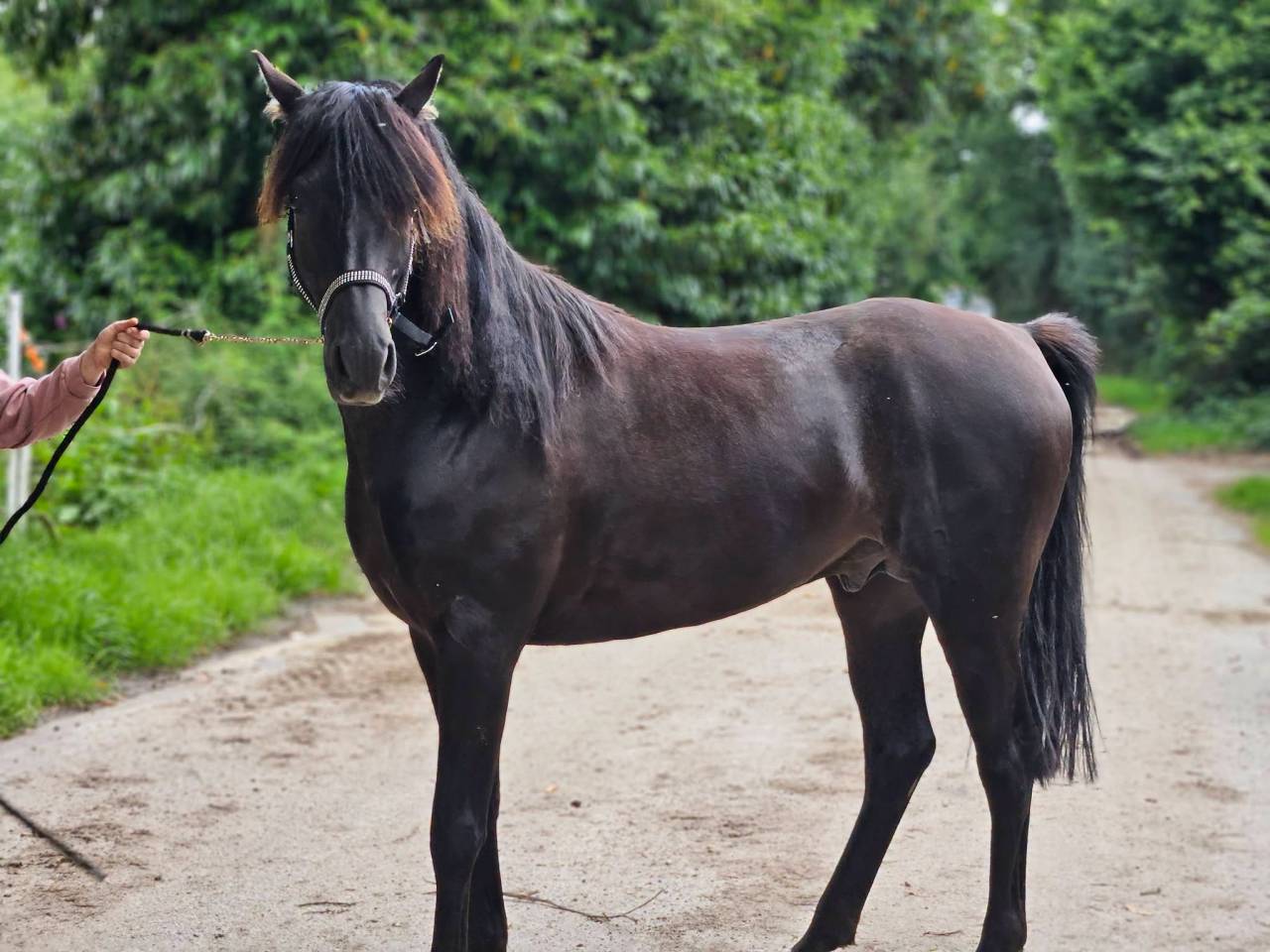 Dekhengst Arabisch volbloed Te koop 2020 Zwart ,  Avalon Be Beautifull