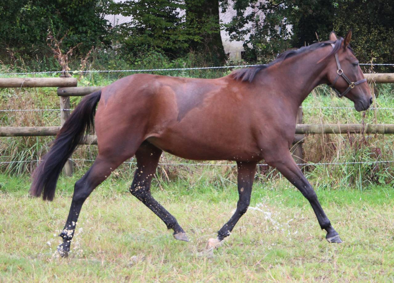 Draagmerrie Franse draver  Te koop 2018 Donker bruin / bai