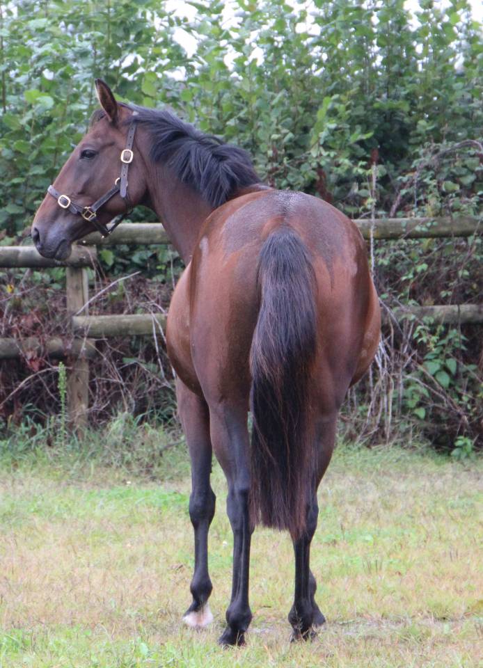 Draagmerrie Franse draver  Te koop 2018 Donker bruin / bai