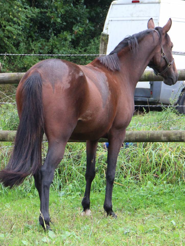 Draagmerrie Franse draver  Te koop 2018 Donker bruin / bai