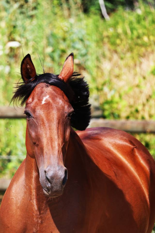 Draagmerrie Franse draver  Te koop 2018 Donker bruin / bai
