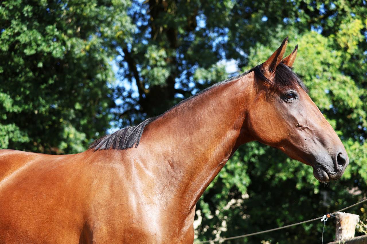 Draagmerrie Franse draver  Te koop 2018 Donker bruin / bai