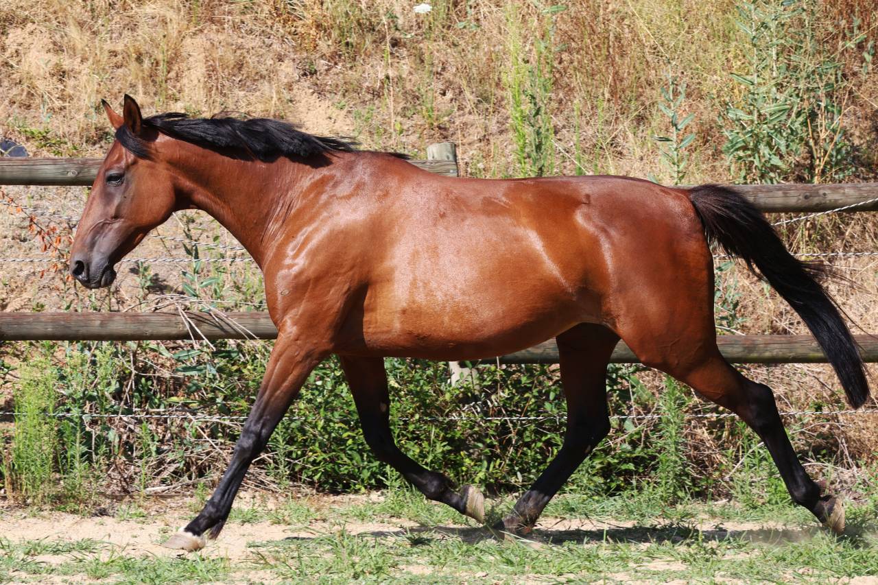 Draagmerrie Franse draver  Te koop 2018 Donker bruin / bai