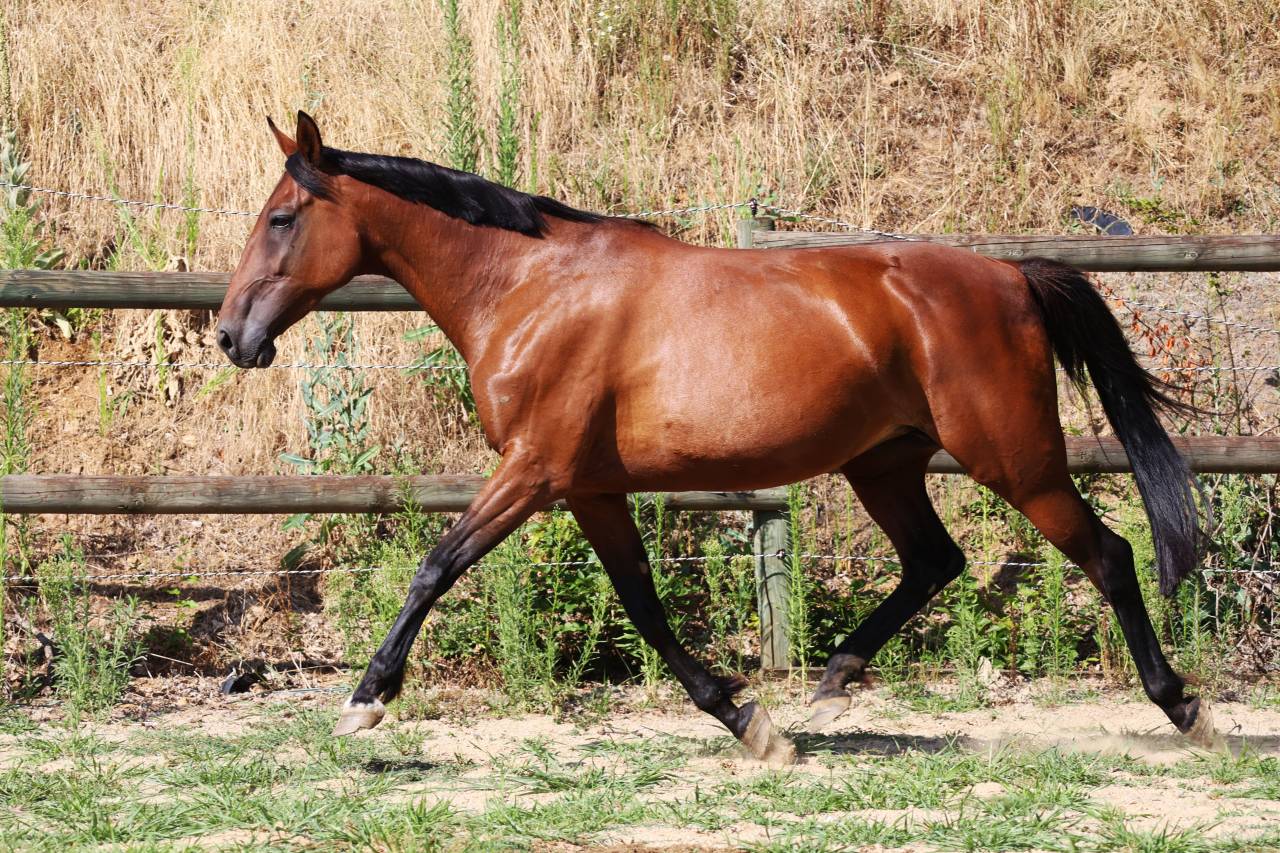 Draagmerrie Franse draver  Te koop 2018 Donker bruin / bai