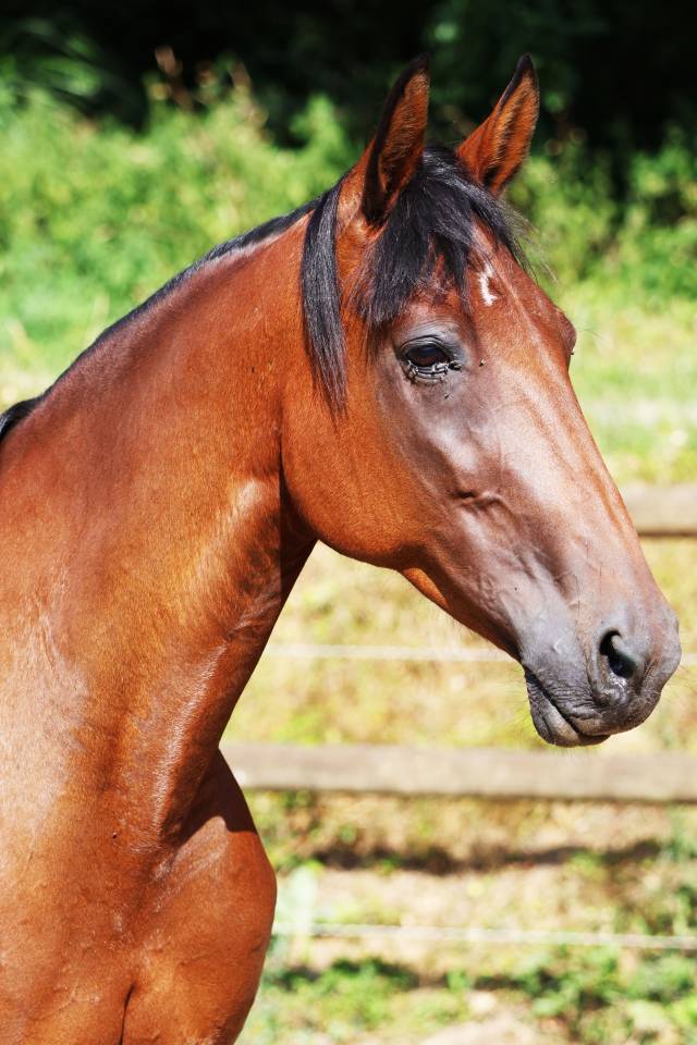 Draagmerrie Franse draver  Te koop 2018 Donker bruin / bai
