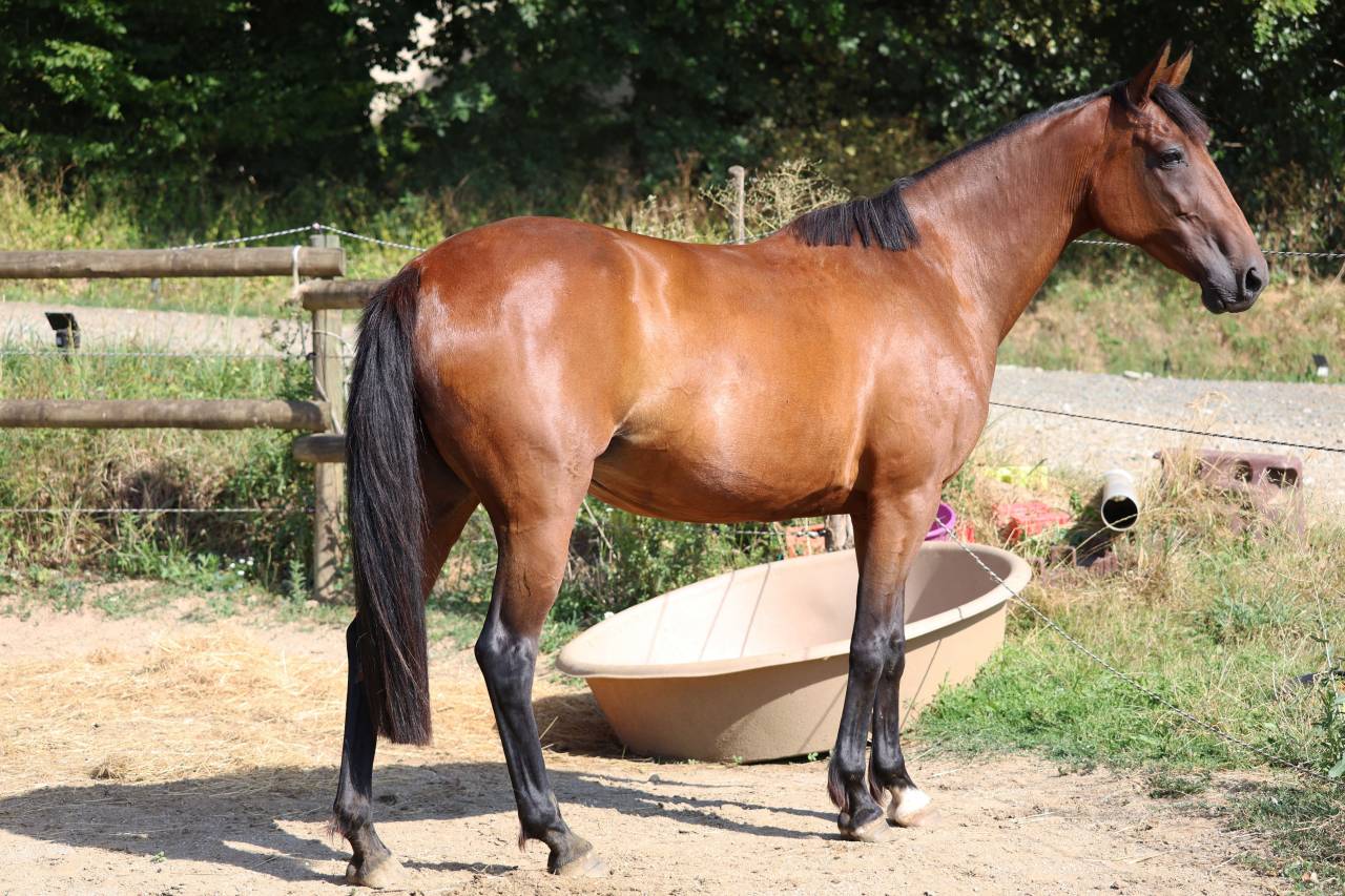 Draagmerrie Franse draver  Te koop 2018 Donker bruin / bai