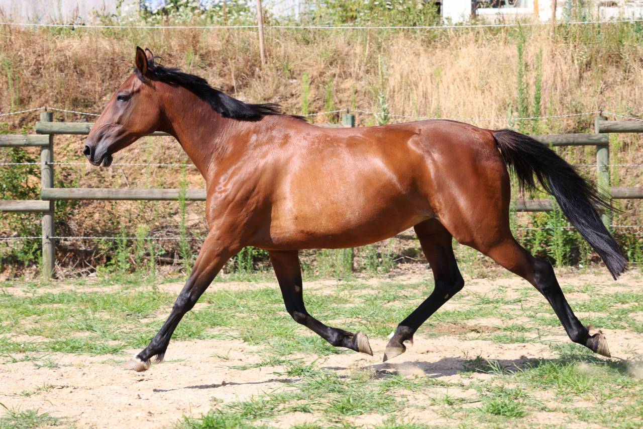 Draagmerrie Franse draver  Te koop 2018 Donker bruin / bai