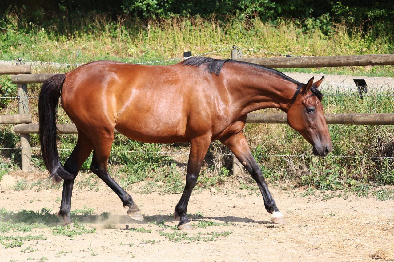 Draagmerrie Franse draver  Te koop 2018 Donker bruin / bai