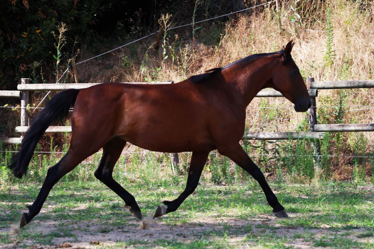 Draagmerrie Franse draver  Te koop 2018 Donker bruin / bai