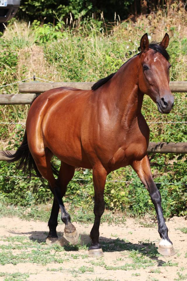 Draagmerrie Franse draver  Te koop 2018 Donker bruin / bai