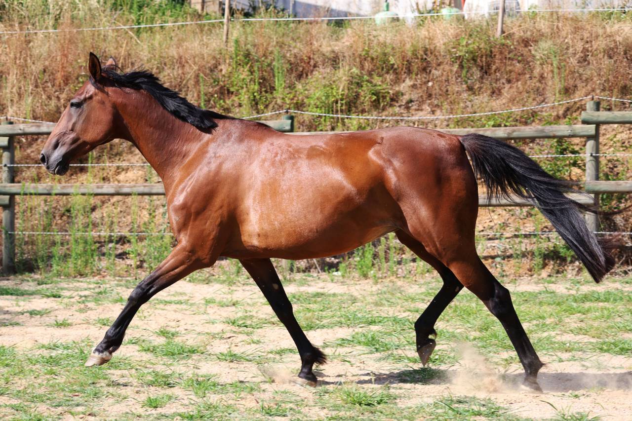 Draagmerrie Franse draver  Te koop 2018 Donker bruin / bai