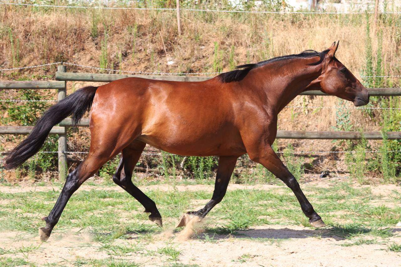 Draagmerrie Franse draver  Te koop 2018 Donker bruin / bai