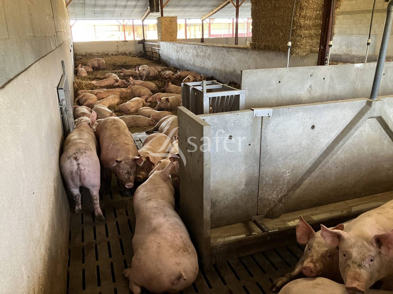 Varkens exploitatie Koop Vend&eacute;e