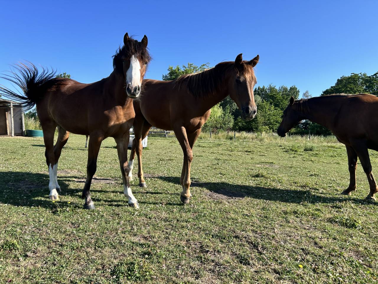 Veulen (vr) Franse rijpony PFS Te koop 2025 Donker bruin / bai