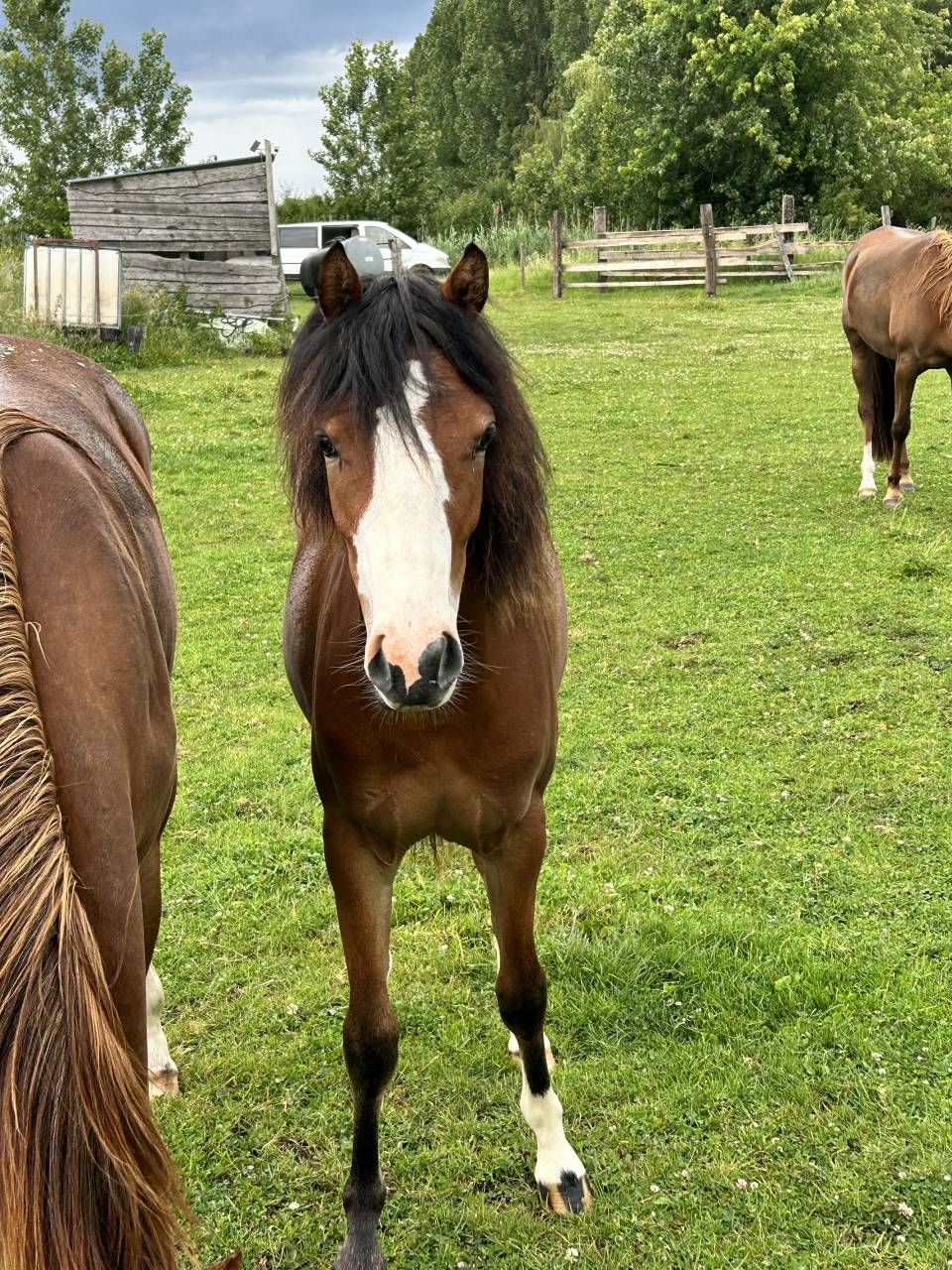 Veulen (vr) Franse rijpony PFS Te koop 2025 Donker bruin / bai