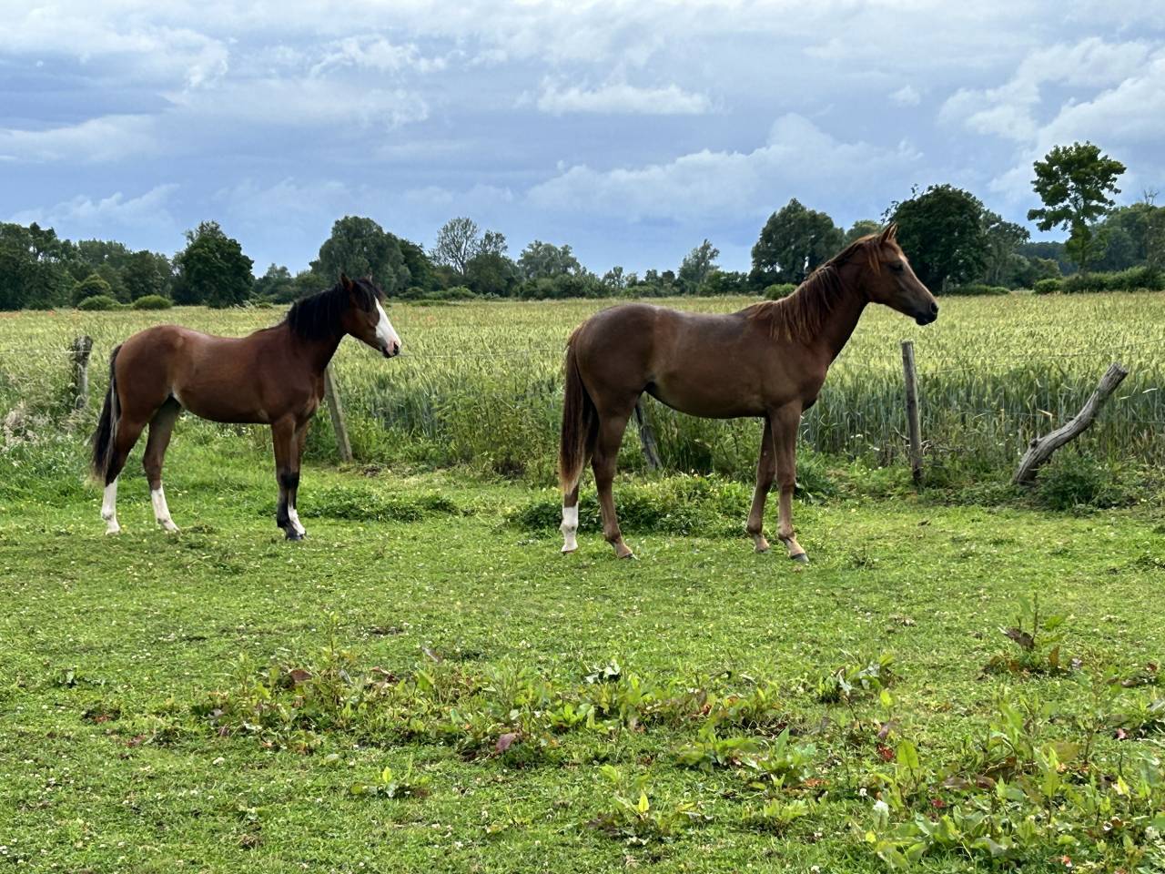 Veulen (vr) Franse rijpony PFS Te koop 2025 Donker bruin / bai