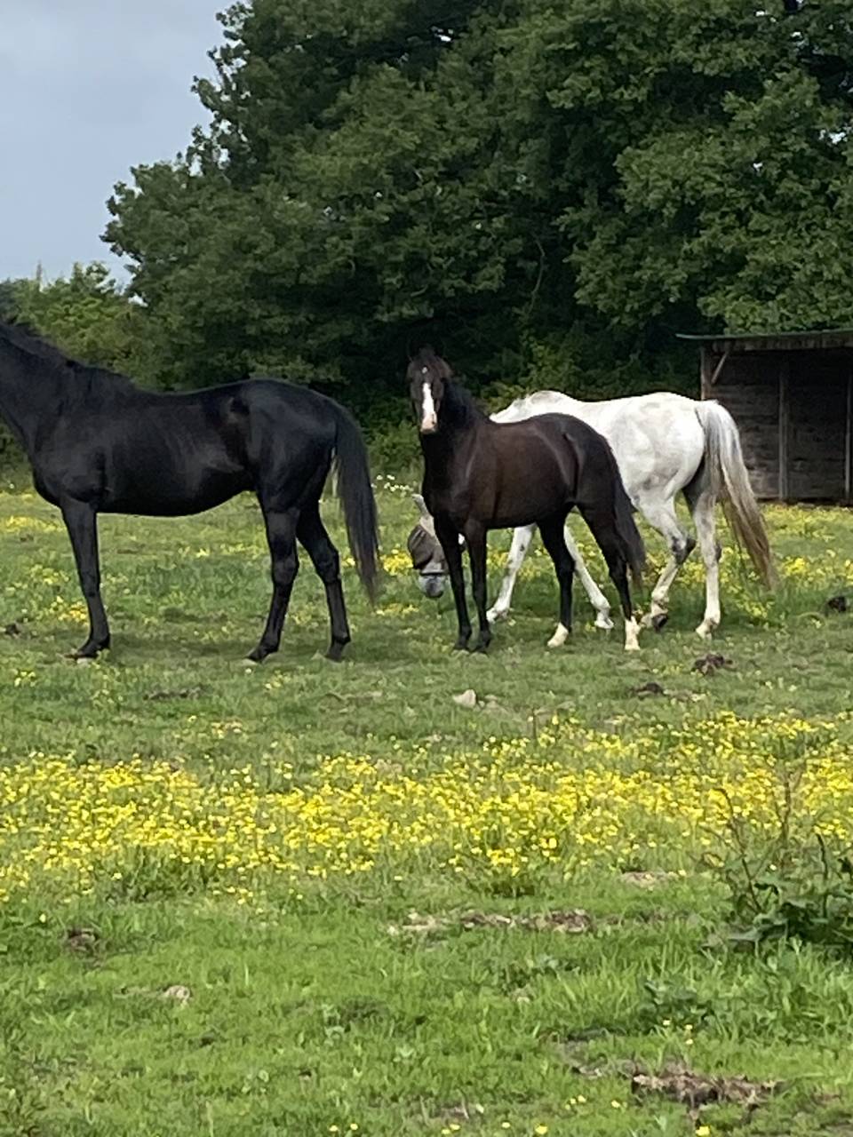 Merrie Welsh Partbred Te koop 2022 Zwart